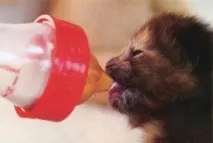 Виходжування маленьких кошенят маленьких