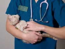 Виходжування маленьких кошенят виходжування