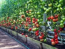 Вирощування високорослих томатів, Будинок, сад, город вирощування