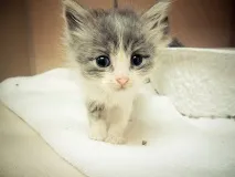 Виходжування маленьких кошенят виходжування