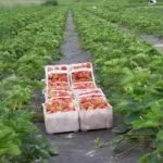 Усі способи посадки полуниці у Санкт-Петербурзі, на своєму прикладі способи