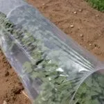 Усі способи посадки полуниці у Санкт-Петербурзі, на своєму прикладі санкт-петербурзі