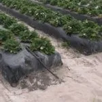 Усі способи посадки полуниці у Санкт-Петербурзі, на своєму прикладі санкт-петербурзі
