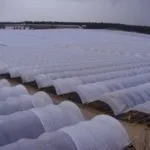 Усі способи посадки полуниці у Санкт-Петербурзі, на своєму прикладі посадки