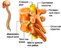 WordPress - Грудний остеохондроз грудний
