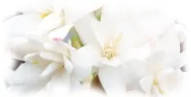 Забуті Фаворити Guerlain Jardins de Bagatelle ~ Огляди ароматів фаворити