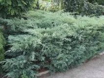 Жива огорожа з ялівцю своїми руками огорожа