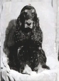 кокер