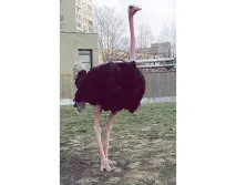 страус