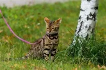 Бенгальська кішка опис породи опис