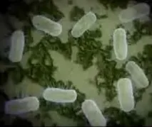 acinetobacteria