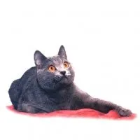 ZCats - Загадкові кішки, коти та кошенята загадкові