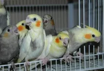 корел