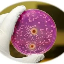 candida