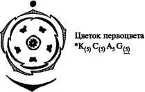 Діаграми та формули квіток будови