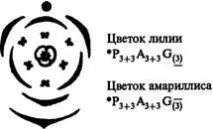 Діаграми та формули квіток квіток