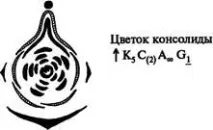 Діаграми та формули квіток кола