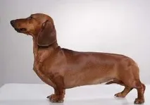 дископатія
