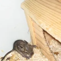 Дитинчата дегу дегу