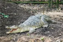 Гребінчастий крокодил (лат гребінчастий