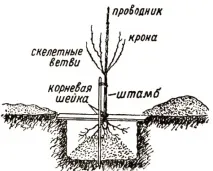 круша