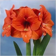 hippeastrum