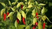 Які кімнатні квіти корисно вирощувати квіти