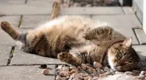 Які породи домашніх котів найслухняніші Любителі котів і котів котів