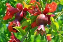 Які кімнатні квіти корисно вирощувати кімнатні