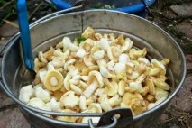 Як очистити маслюки від шкірки швидкі способи з відео та фото способи