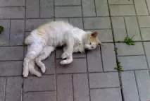 привів