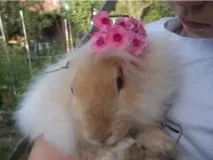 привів