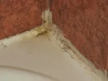 Як позбутися цвілі у ванній в домашніх умовах народними засобами ванній
