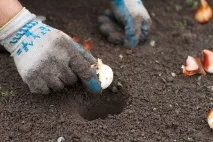 Як правильно садити тюльпани потрібно