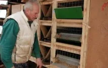 Як зробити клітини для кроликів Золотухіна креслення, розміри клітини