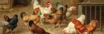 Як зробити клітини для курей несучок своїми руками. несучок
