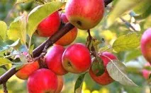 Як виростити яблуню Поради дачникам дачникам