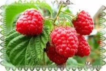 Карельський секрет краси для вашого волосся з біо-бальзамом Organic Moroshka - Фратті НВ Біо-шампунь краси