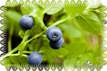 Карельський секрет краси для вашого волосся з біо-бальзамом Organic Moroshka - Фратті НВ Біо-шампунь краси