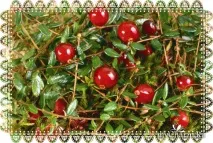 Карельський секрет краси для вашого волосся з біо-бальзамом Organic Moroshka - Фратті НВ Біо-шампунь краси