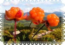 Карельський секрет краси для вашого волосся з біо-бальзамом Organic Moroshka - Фратті НВ Біо-шампунь секрет