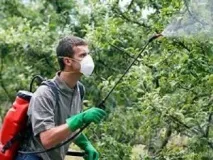 Як виростити яблуню Поради дачникам дачникам