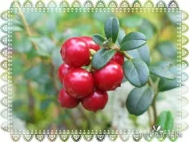 Карельський секрет краси для вашого волосся з біо-бальзамом Organic Moroshka - Фратті НВ Біо-шампунь волосся