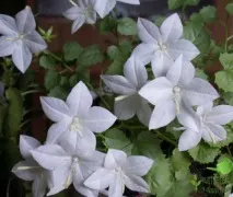 умовах