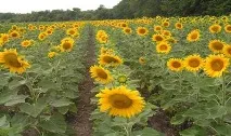 Клеарфілд - інтенсивна технологія вирощування соняшнику - Корисна інформація технологія
