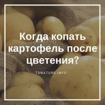 копаят