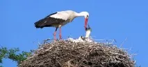 До чого сниться лелека тлумачення сну лелека