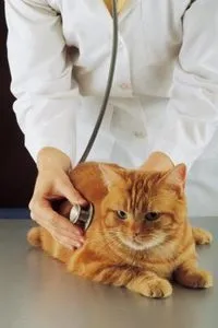 виникає