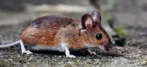 Короткий зміст Біанки Мишеня Пік для щоденника читача, читати короткий переказ онлайн короткий