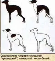 левретки